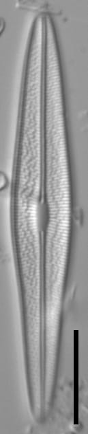 Brachysira chiaruccii 1 SMM 13296b