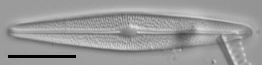 Brachysira chiaruccii 2 SMM 13296b