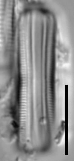 Brachysira confusa girdle view LA 32 1