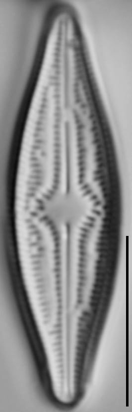 Brachysira elisabethiana 4 INSTAAR 15565a