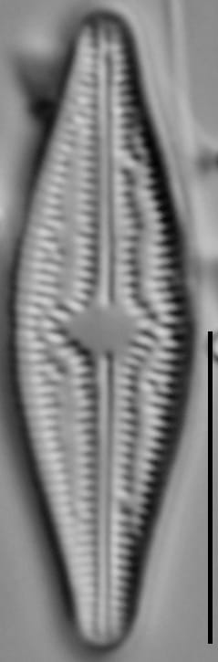 Brachysira elisabethiana 5 INSTAAR 15565a
