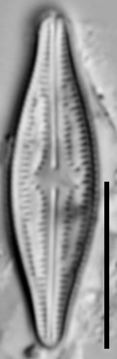 Brachysira elisabethiana 6 INSTAAR 15592a