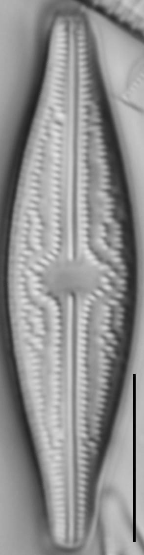 Brachysira elisabethiana 7 INSTAAR 15643a