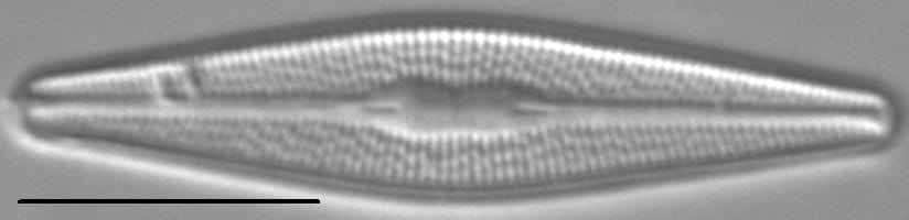 Brachysira styriaca LM2