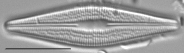 Brachysira styriaca LM3