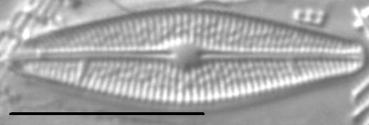 Brachysira styriaca LM6