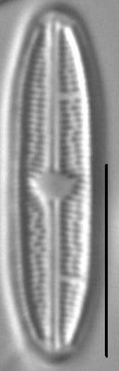 Brachysira Zellensis5