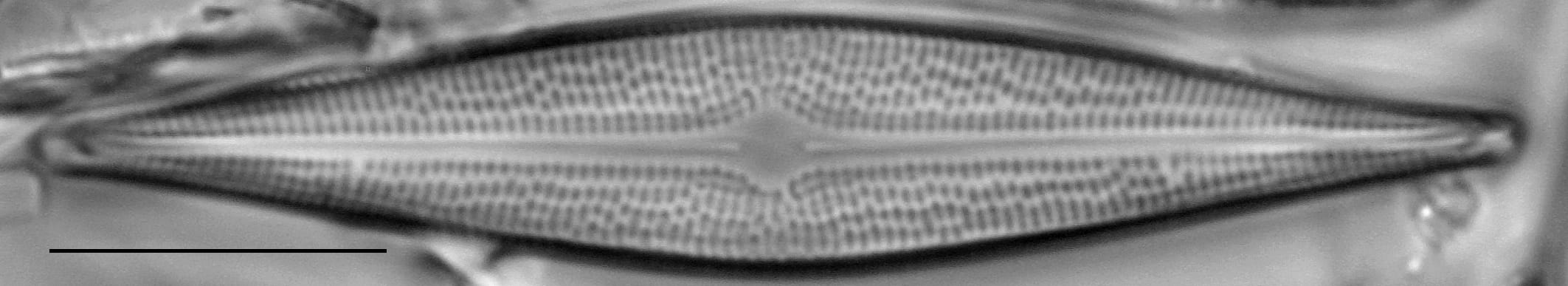 Bracysira neoacuta LM6