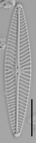Navicula hintzii LM4