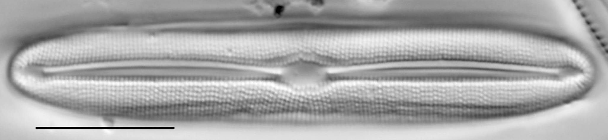 Frustulia asiatica LM5