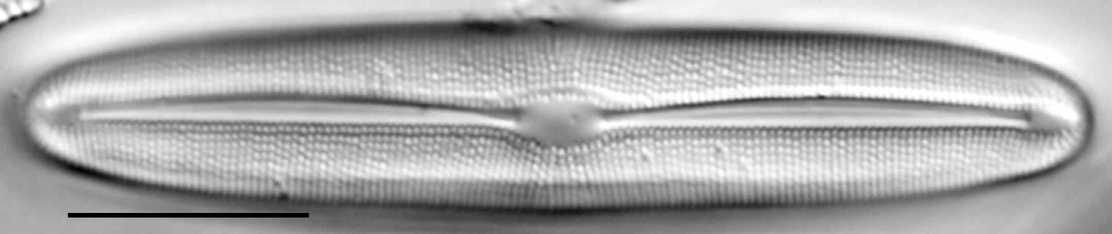 Frustulia asiatica LM4