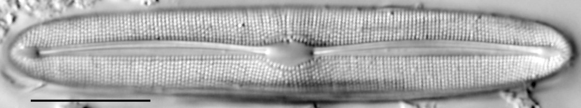 Frustulia asiatica LM2