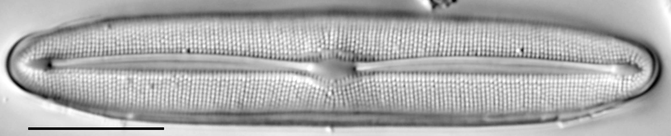 Frustulia asiatica LM1