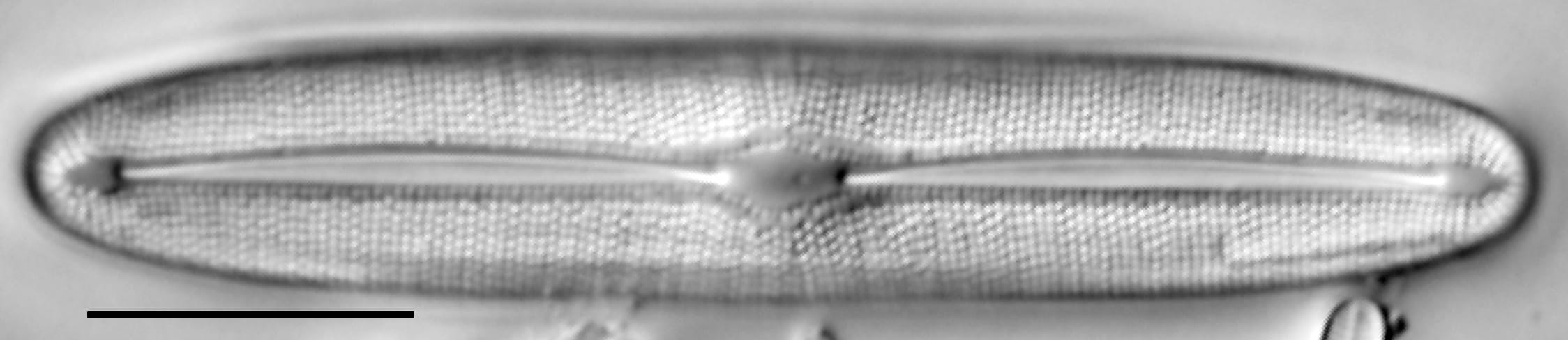 Frustulia asiatica LM3