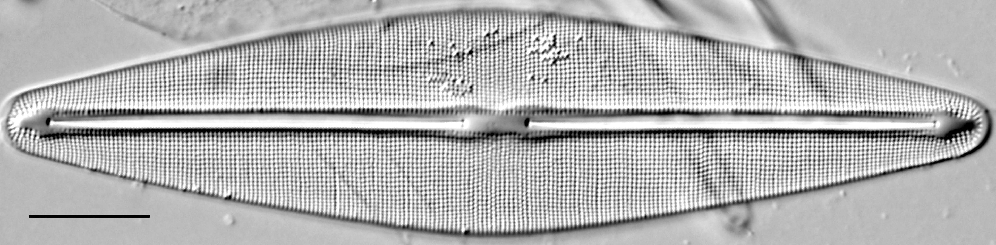 Frustulia rexii LM4