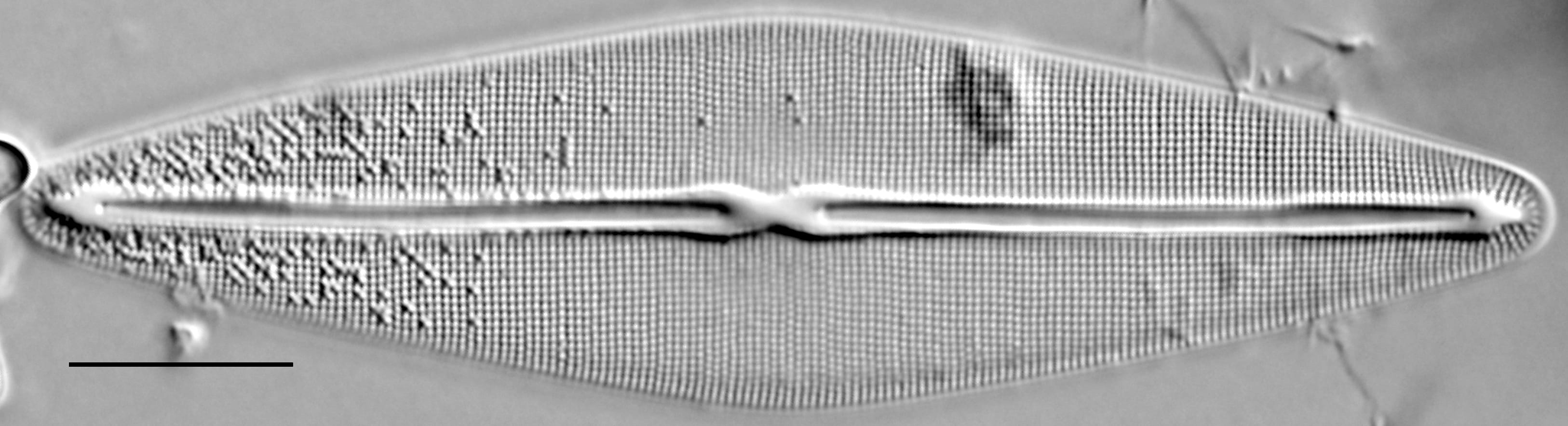 Frustulia rexii LM5