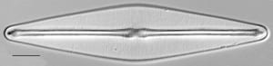 Frustulia rexii LM3
