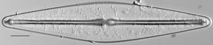 Frustulia rexii LM1