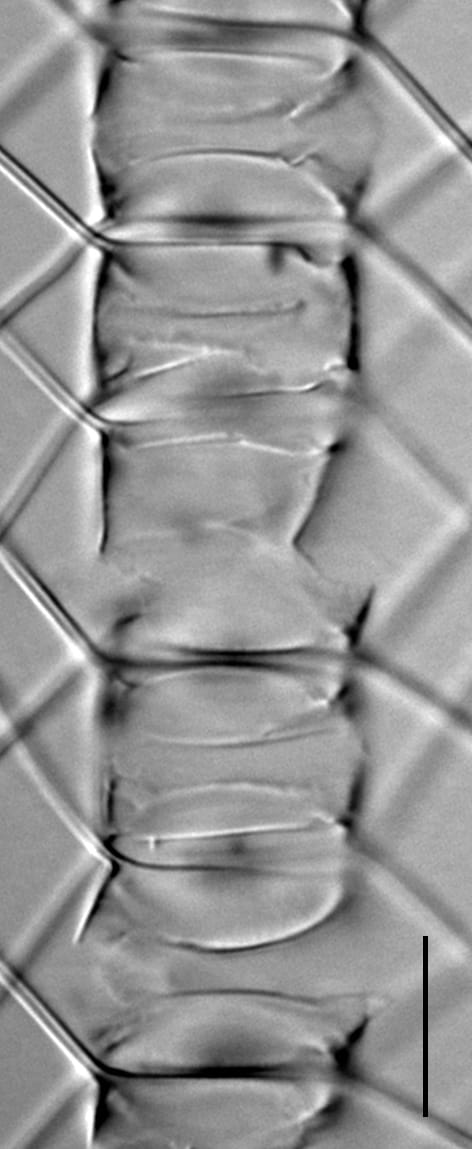 Chaetoceros muelleri LM3