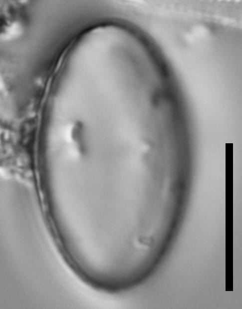 Chaetoceros muelleri LM6