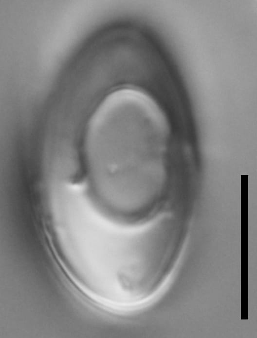 Chaetoceros muelleri LM7