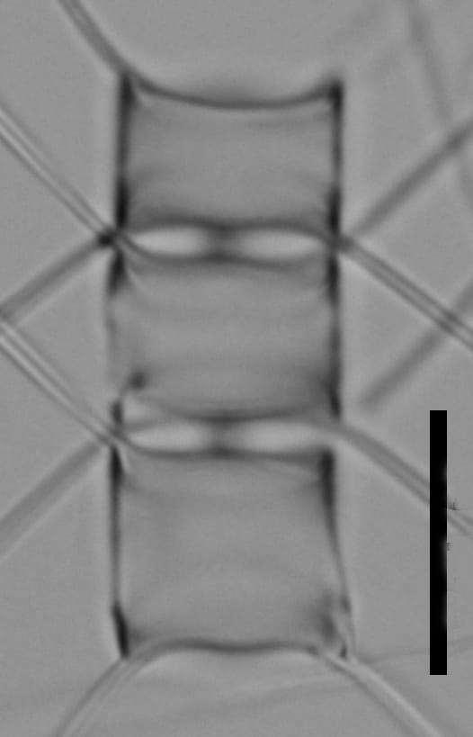 Chaetoceros muelleri LM1