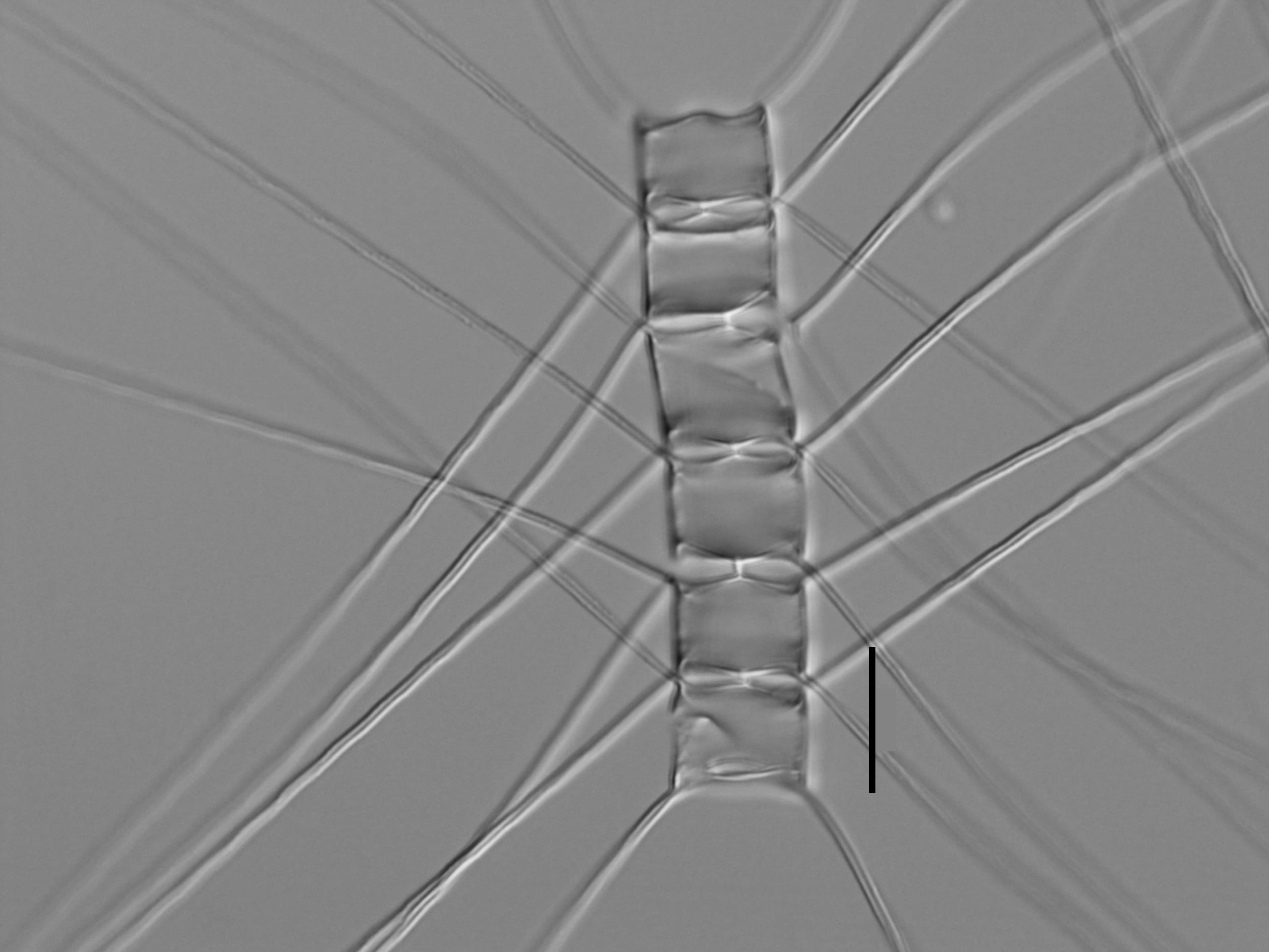 Chelmorei   Ill2006 56 266 9 0  Colony