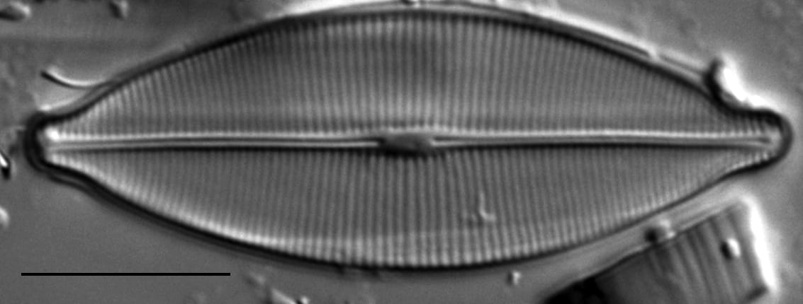 Craticula accomodiformis LM2