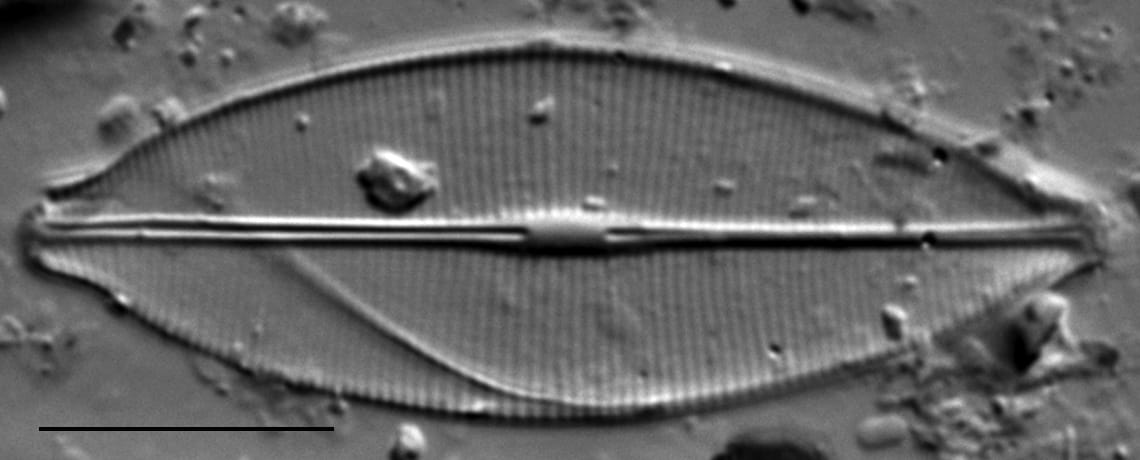 Craticula accomodiformis LM1