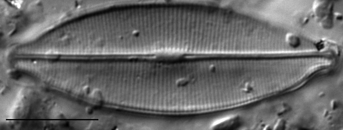 Craticula accomodiformis LM5