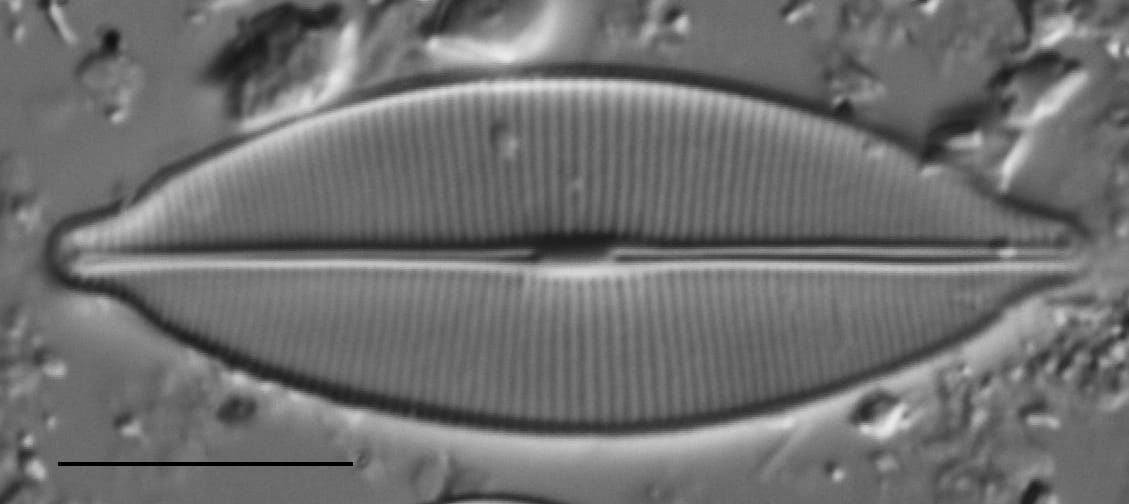 Craticula accomodiformis LM4