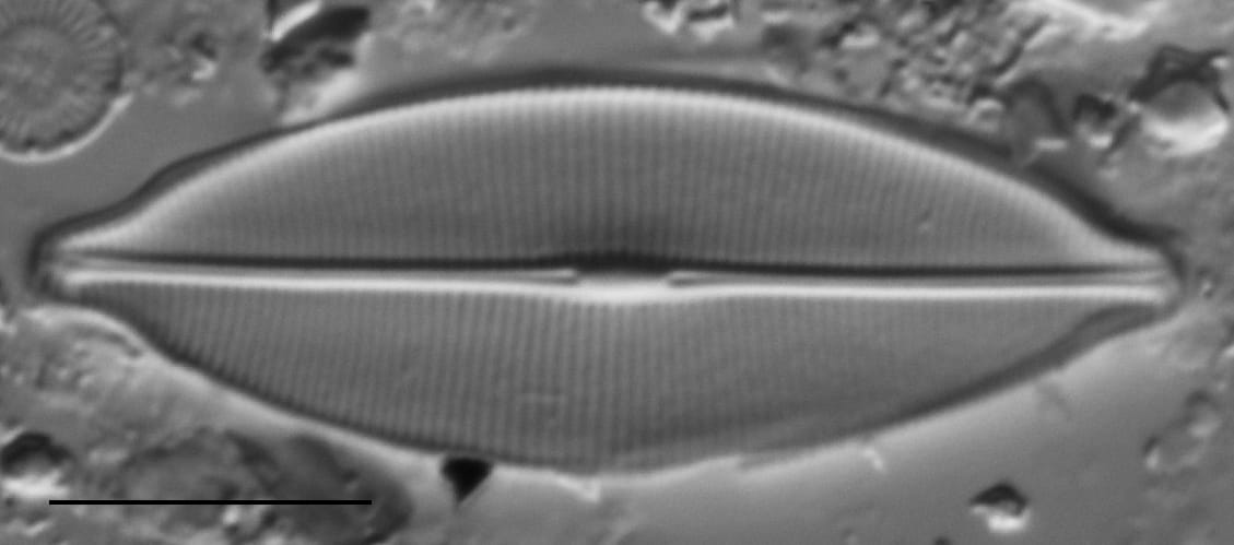 Craticula accomodiformis LM3