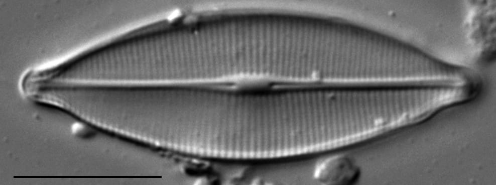 Craticula accomodiformis LM6