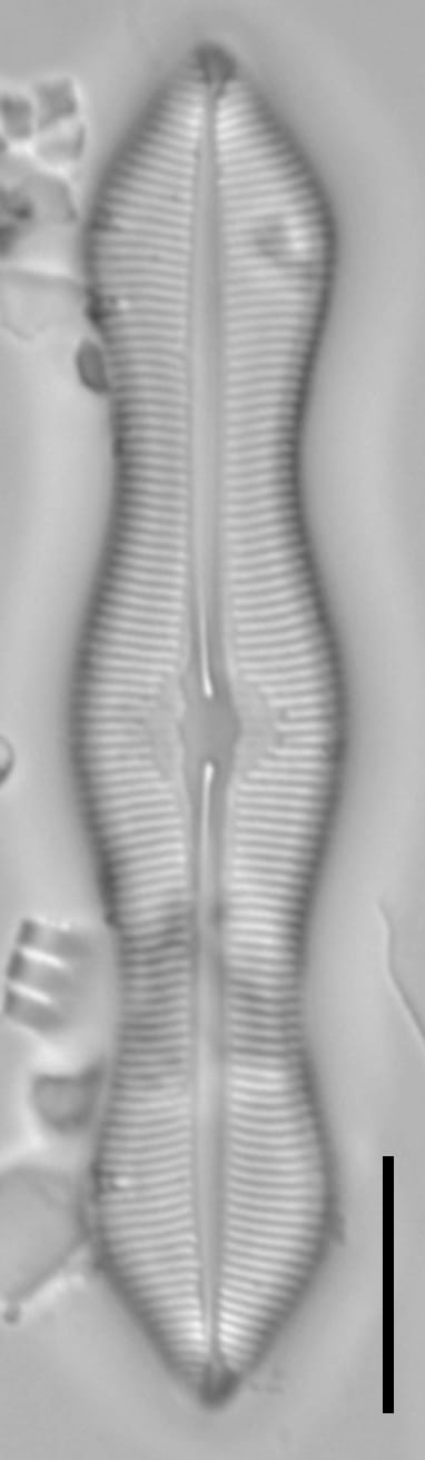 Caloneis schumanniana 1