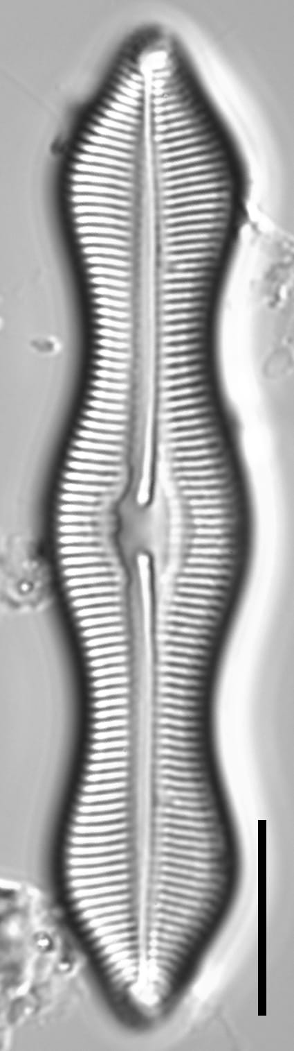 Caloneis Schumannaina SK1 1