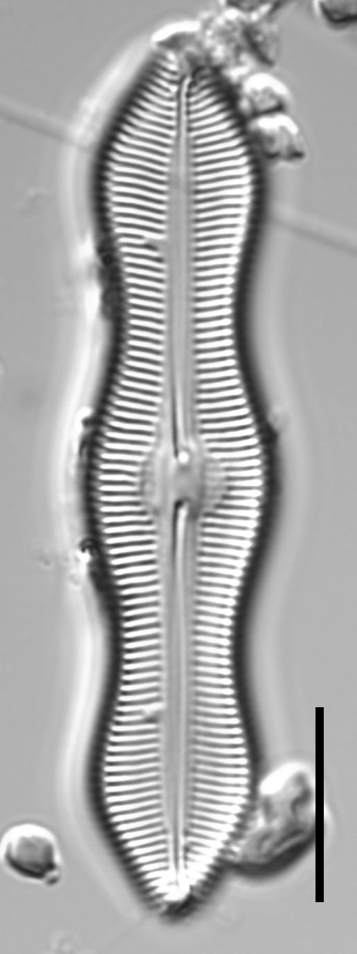 Caloneis Schumannaina SK1 2