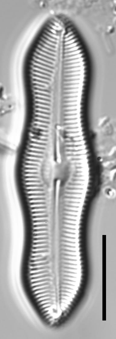 Caloneis Schumannaina SK1 3