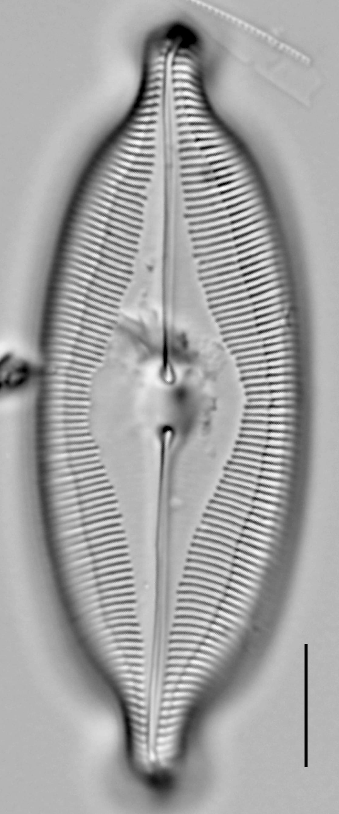 Caloneis Amphisbaena  Ill2014 037 10