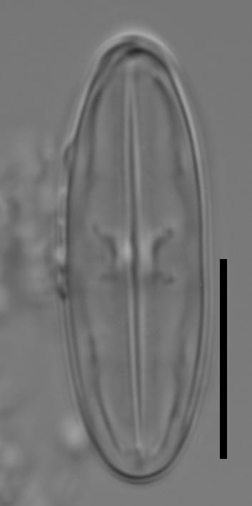 Caponea caribbea BBCW2 C1 ep05 canopeum jay