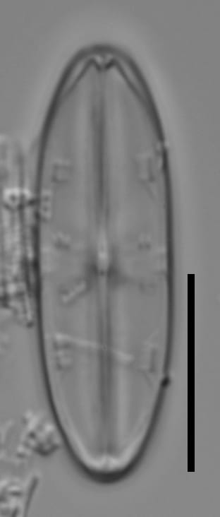 Caponea caribbea LM4