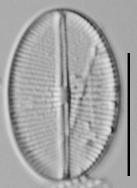 Cavinula Jaernefeltii Nh10003 A 041518 04 C