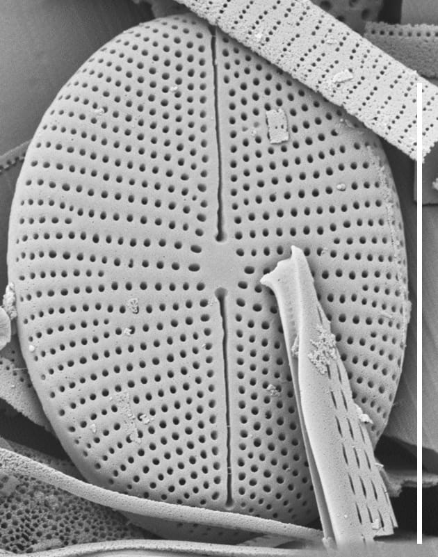 Cavinula Jaernefeltii Sem 10U Me Hp002 042618 Mix 021