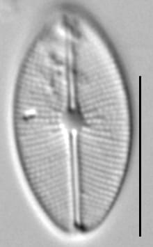 Cavinula Cocconeiformis  Amphi Sl57E