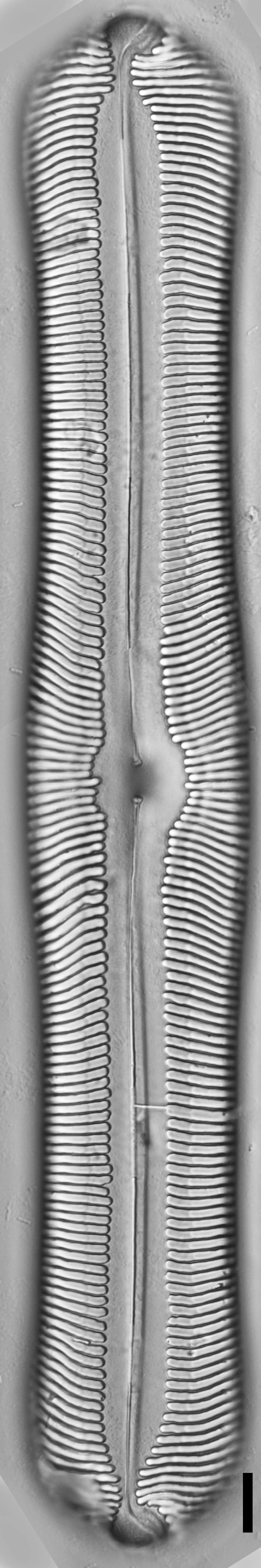 Pinnularia alabamae LM2