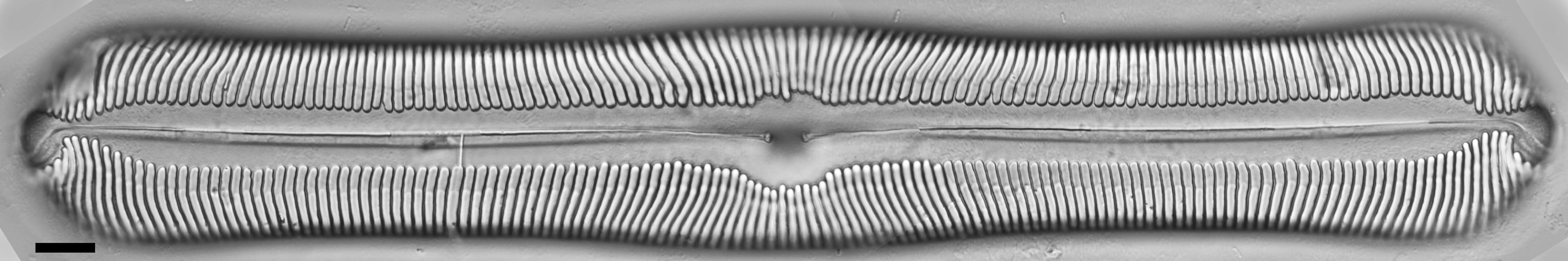 Pinnularia alabamae LM2