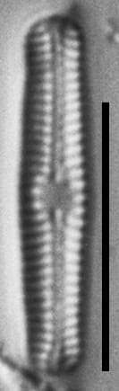 Chamaepinnularia gandrupii LM5