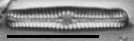 Chamaepinnularia gandrupii LM5