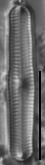 Chamaepinnularia gandrupii LM7