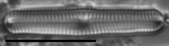 Chamaepinnularia gandrupii LM7