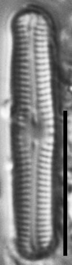 Chamaepinnularia gandrupii LM3